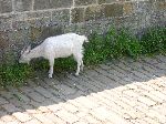 2006-0606-1438-43.jpg